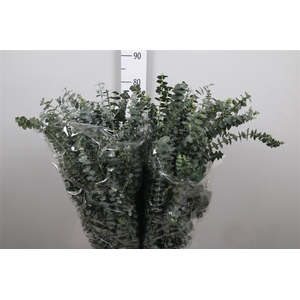 Euca Baby Blue Per Bunch
