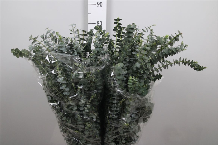 <h4>Euca Baby Blue Per Bunch</h4>