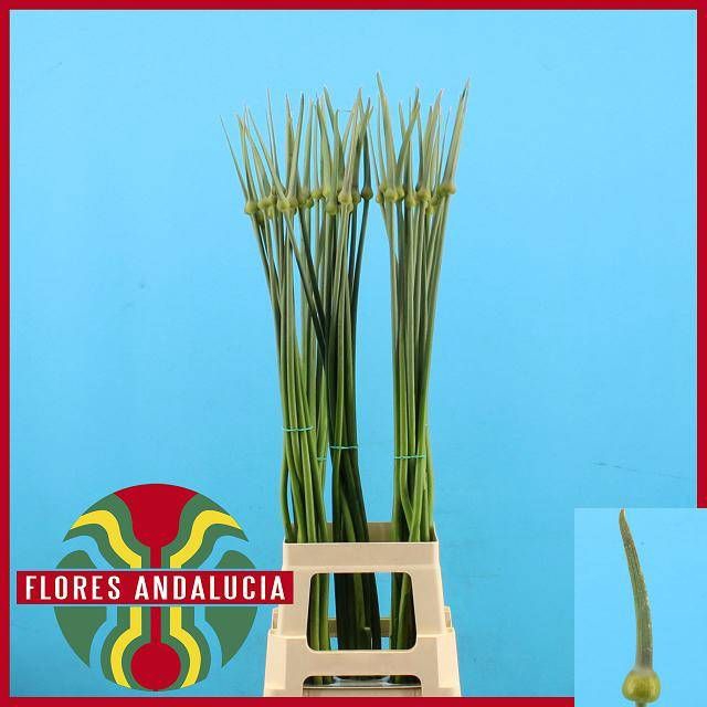<h4>ALLIUM CEPA JUDITH</h4>