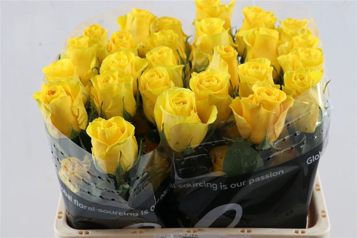 <h4>R Gr Brighton Box</h4>