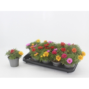 Portulaca grandiflora Happy Hour gemengd