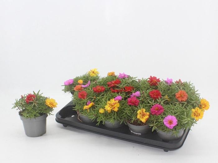 <h4>Portulaca grandiflora Happy Hour gemengd</h4>