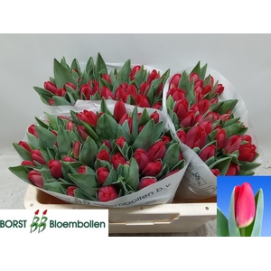 TU EN ANTARCTIC FIRE