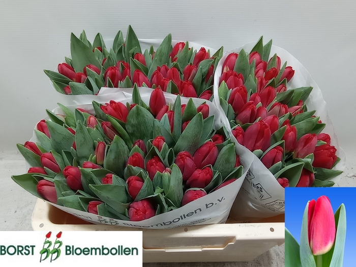 <h4>TU EN ANTARCTIC FIRE</h4>