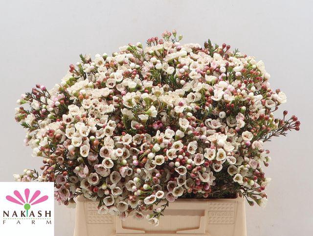 <h4>CHAME MOONL DELIGHT</h4>