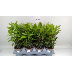 Laurus nobilis