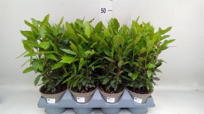 <h4>Laurus nobilis</h4>