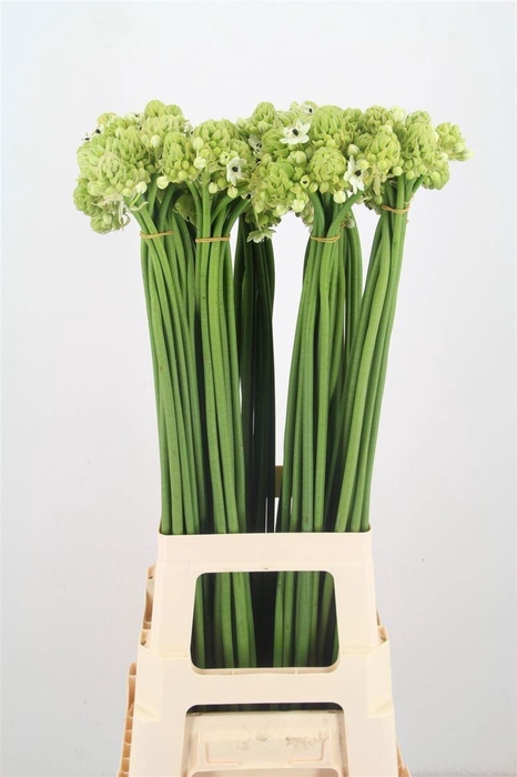 <h4>ORNIT SAUNDERSIAE</h4>