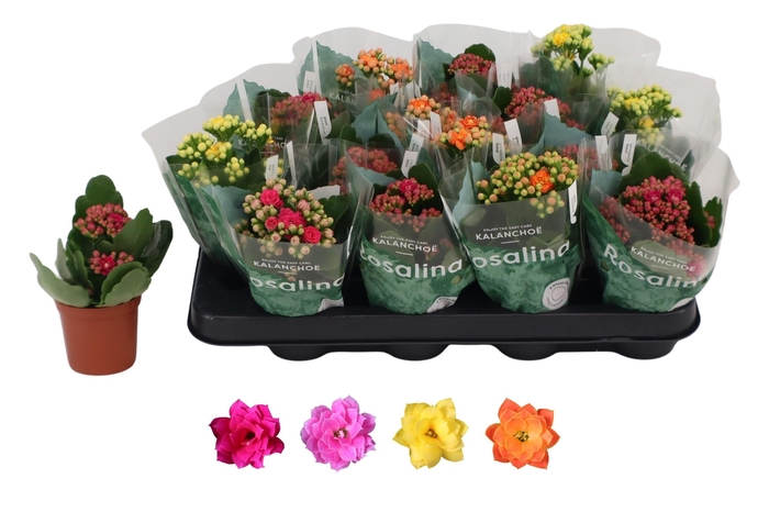 <h4>KAL GE RO GEM 4 KL</h4>