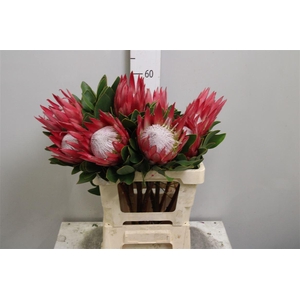 Protea Cynaroides Madiba