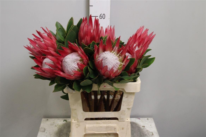 <h4>Protea Cynaroides Madiba</h4>