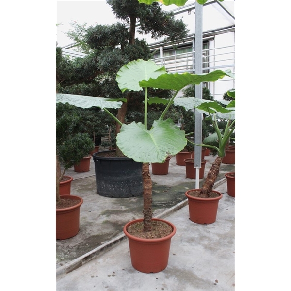 <h4>Alocasia macrorrhiza</h4>