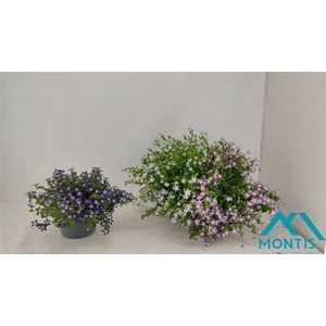 Campanula portenschlagiana Addenda Blue Planet