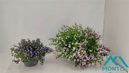 <h4>Campanula portenschlagiana Addenda Blue Planet</h4>