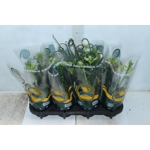 ALBUCA SPIRALIS P14 COM FLOR
