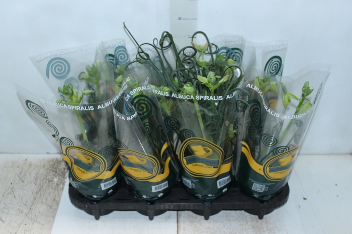 <h4>ALBUCA SPIRALIS P14 COM FLOR</h4>