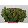 Leucadendron Goldstrike