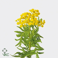 Tanacetum Pa Vulgare