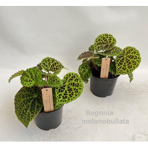 Begonia