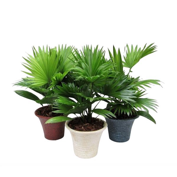 <h4>Livistona rotundifolia</h4>