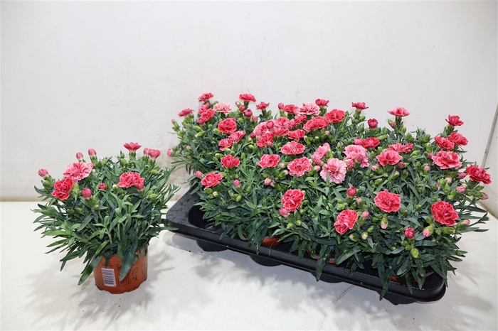 <h4>Dian Caryophyllus</h4>
