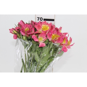 ALSTROEMERIA ALYNA 070 CM