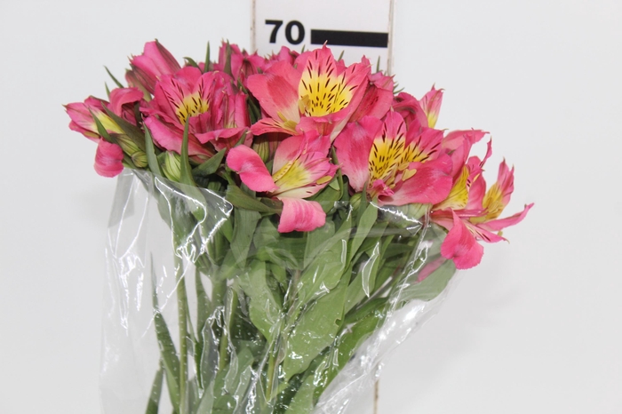 <h4>ALST. ALYNA 070 CM</h4>