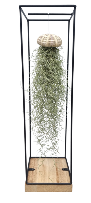 <h4>Tillandsia schelp hangframe xl</h4>