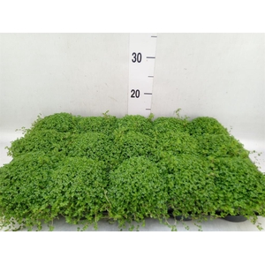 Soleirolia soleirolii   ...green