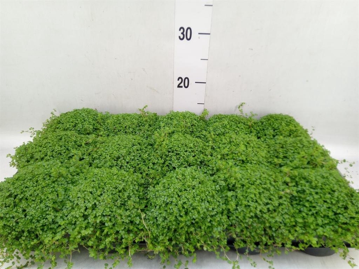 <h4>Soleirolia soleirolii   ...green</h4>
