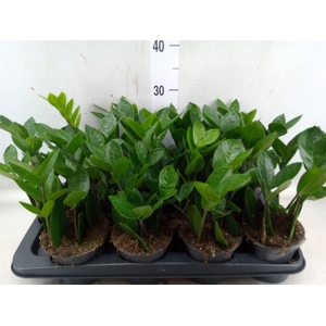 Zamioculcas zamiifolia