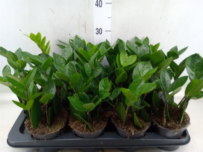 <h4>Zamioculcas zamiifolia</h4>