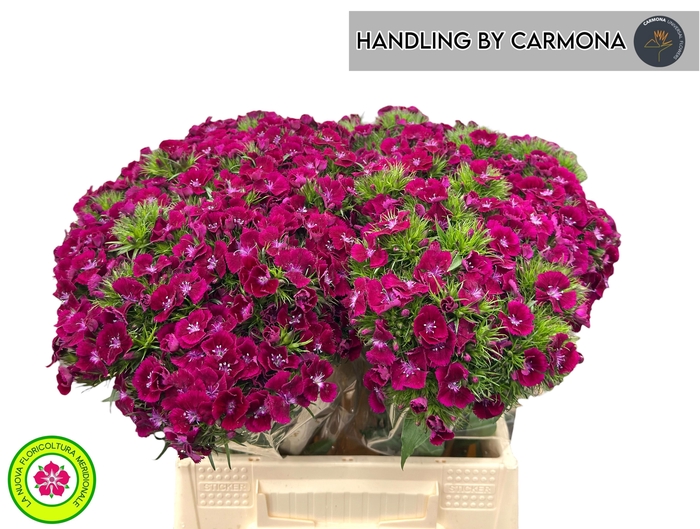 <h4>DI BARB JOLLY BRE</h4>