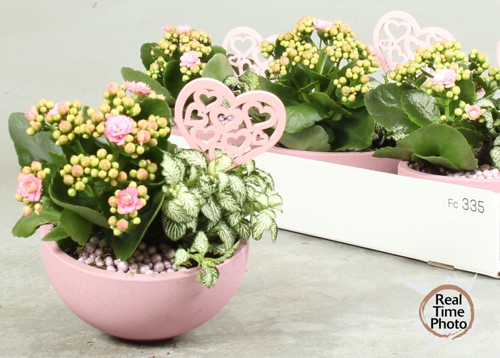 <h4>ARR KAMERPL</h4>