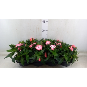 Impatiens NG 'Tamarinda Violet'