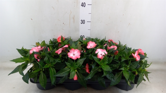 <h4>Impatiens NG 'Tamarinda Violet'</h4>
