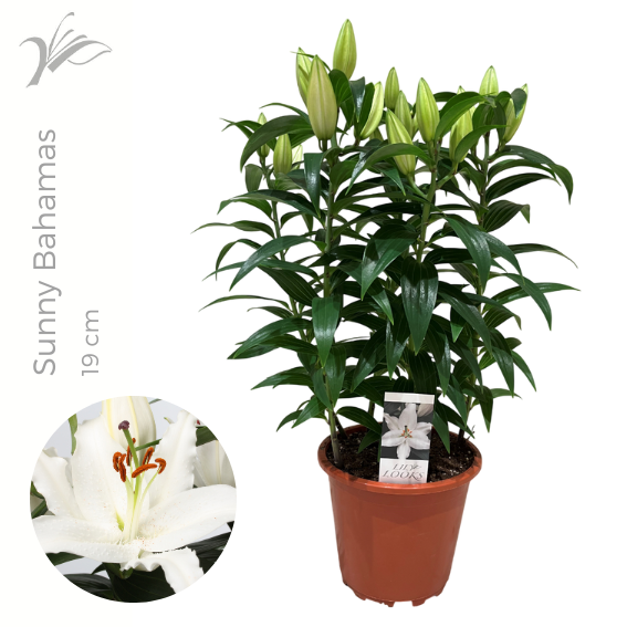 <h4>Lilium Sunny Bahamas 19 cm (or. lelie)</h4>