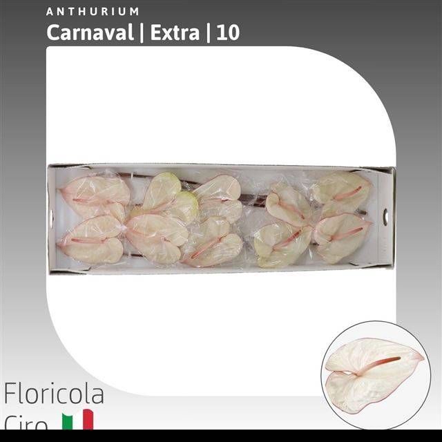 <h4>ANTH A CARNAVAL</h4>