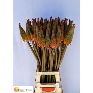 Kniphofia Alcazar Biemans