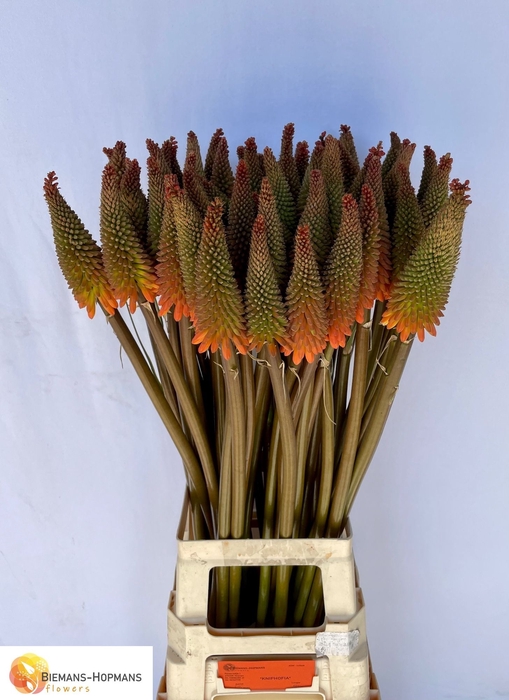 <h4>Kniphofia Alcazar Biemans</h4>