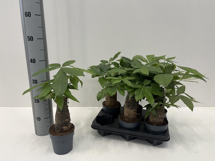 <h4>PACHIRA AQUATICA</h4>