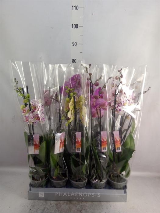 <h4>Phalaenopsis   ...mix  7</h4>