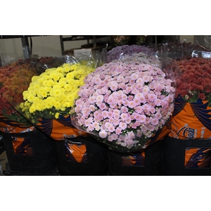 CRISANTEMO BOLA BELGA JASODA P20 VARIADO