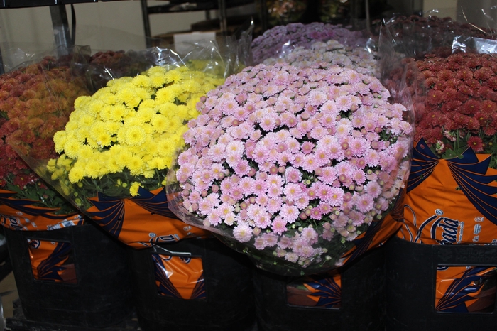 <h4>CRISANTEMO BOLA BELGA JASODA P20 VARIADO</h4>