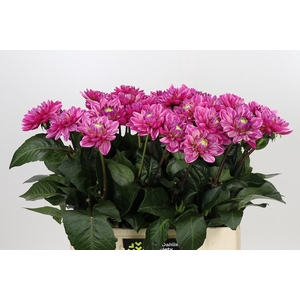 Dahlia Annamarie