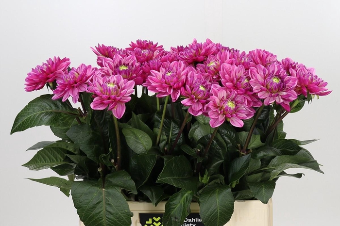 Dahlia Annamarie