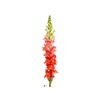 BOCA DE LEAO MONACO ORANGE 070 CM LARANJA