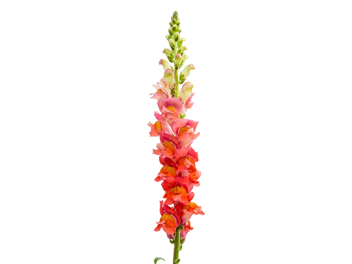 <h4>BOCA DE LEAO MONACO ORANGE 070 CM LARANJA</h4>