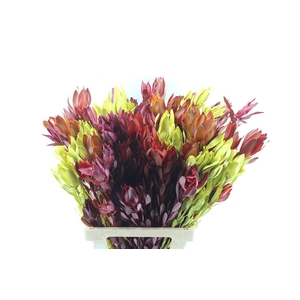 Leucad Autum Spray
