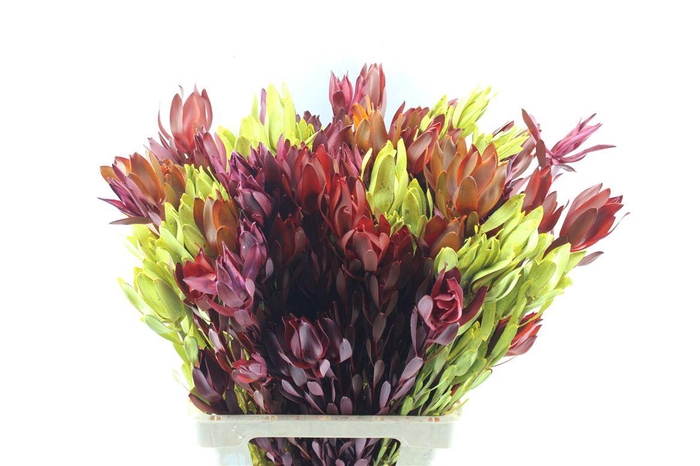 <h4>Leucad Autum Spray</h4>